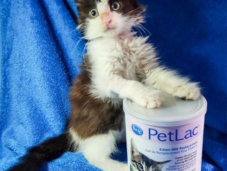 Emergency Care: Life-Saving Formula Kits For Fur Babies Online Sale