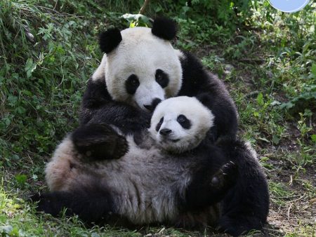 Project Peril: Help Save the Giant Panda Discount